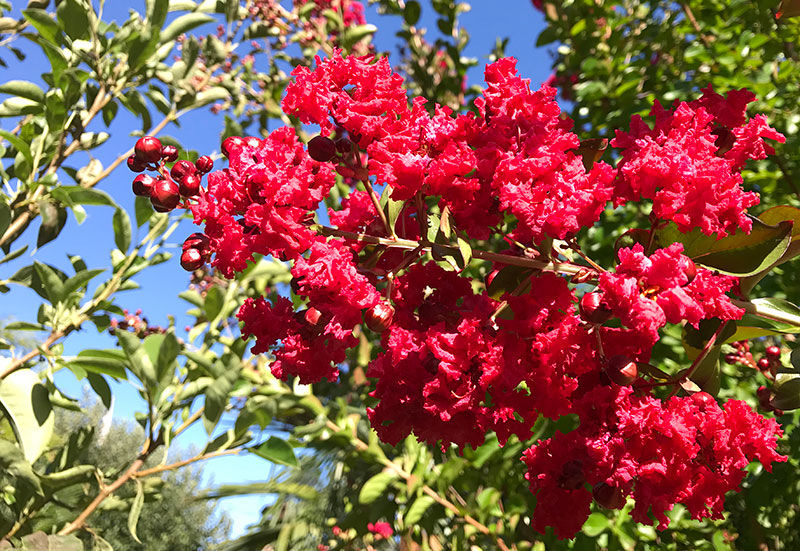 A showy shrub to small tree that flowers now is the crape myrtle.