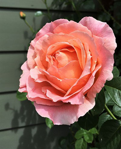 Rose Polka 