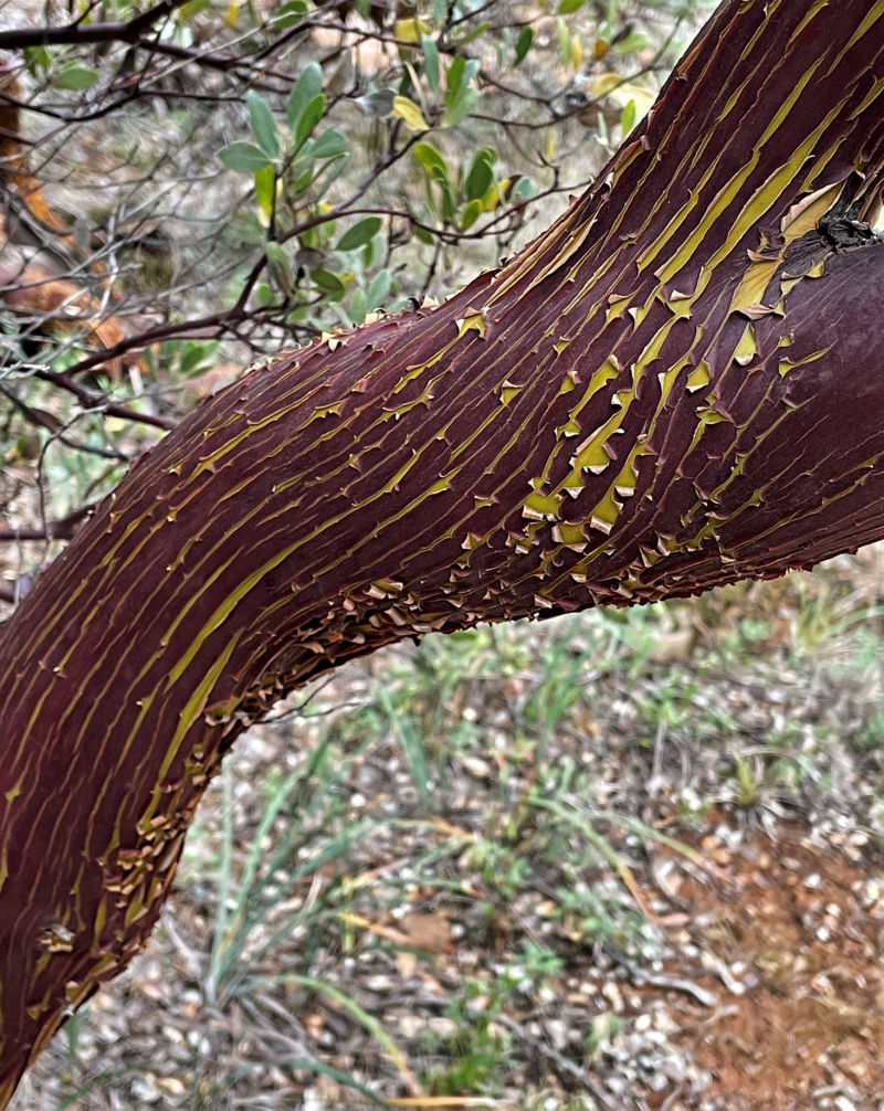 manzanita (Arctostaphylos) bark