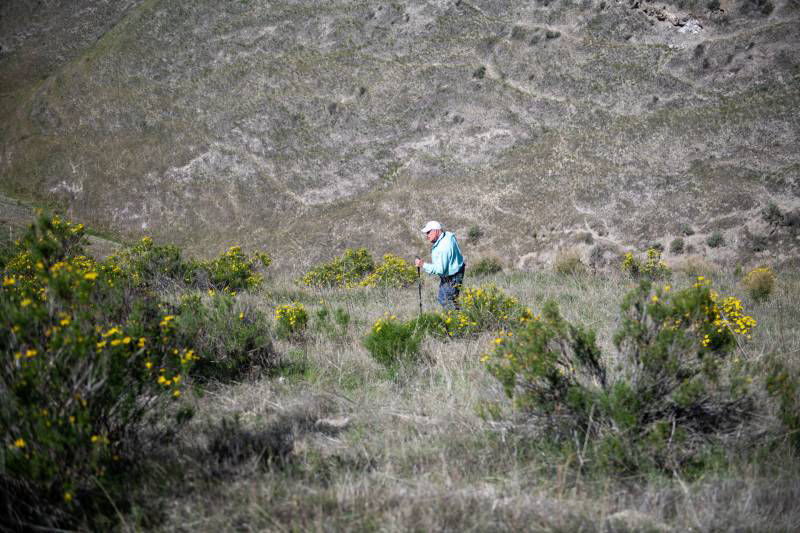 The steep hillsides Amsinckia grandiflora loves!
