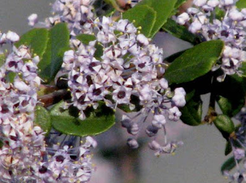 I think every gardener faces this dilemma; plant for now or plant for later. Most do both of course, but if there’s just that one spot left, what will go in it?